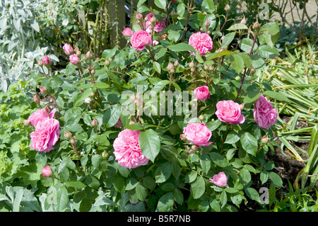 Rosa Gertrude Jekyll Ausbord Stockfoto