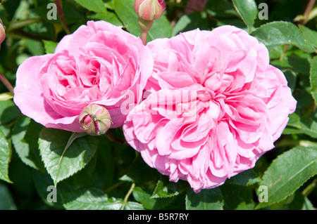 Rosa Gertrude Jekyll Ausbord Stockfoto