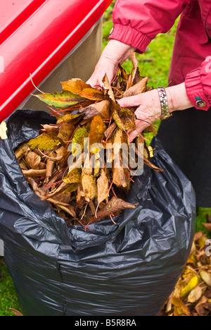 Platzieren von Prunus Blätter in eine schwarze Plastiktüte "bin Liner" für die Kompostierung im November Stockfoto