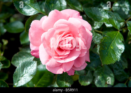 Rosa Anna Livia Kormetter Stockfoto