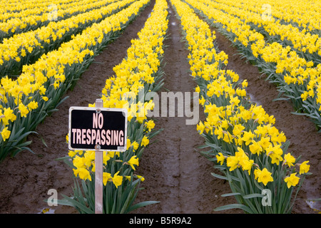 Ein No Trespassing Zeichen vor einem Feld von Tulpen in Mount Vernon, Washington Stockfoto