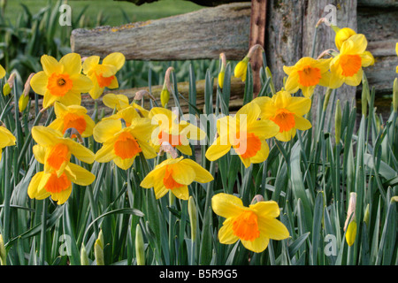Gelb und orange Narzissen in voller Blüte Stockfoto