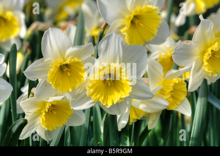 Eine Nahaufnahme von weißen Narzissen in voller Blüte Stockfoto
