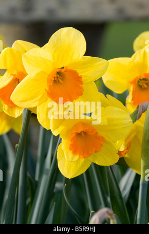Eine Nahaufnahme von zwei gelben und orangefarbenen Narzissen Stockfoto