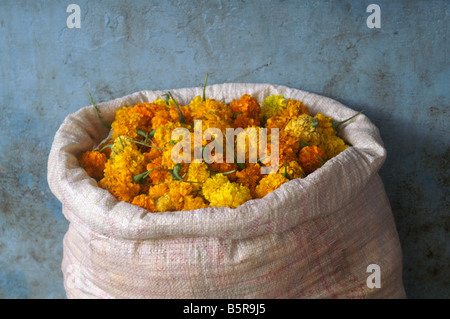 Meschotschek Ringelblumen auf dem Blumenmarkt in Madurai, Indien. Stockfoto