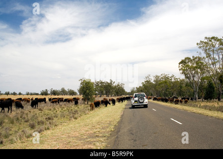 Rinder weiden am Straßenrand im Land Australien. Ein Auto wartet an vorbei Stockfoto