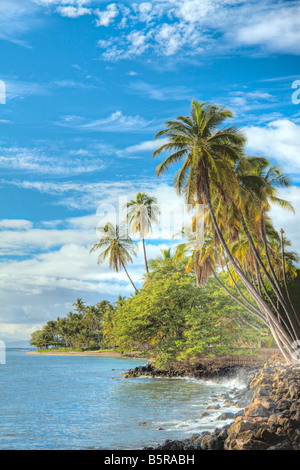 Eine Ansicht der Keiki Strand und Palmen aus Front Street in Lahaina, Maui, Hawaii. Stockfoto