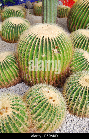 Echinocactus grusonii Cactus, Park Santiago V, Avenue de las Americas, Playa de las Americas, Teneriffa, Kanarische Inseln, Spanien Stockfoto