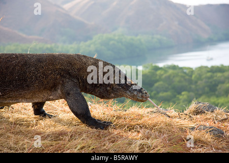 Komodo-Warane, Varanus Komodoensis, sind die Welten größte Eidechsen, Rinca Insel Komodo National Park, Indonesien. Stockfoto