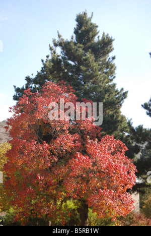 Im Herbst farbige Blätter auf eine Terebinthe Pistacia Terebinthus, auch genannt Terpentin Baum A Zypresse im Hintergrund Stockfoto