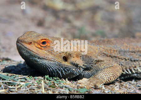 Bartagame Stockfoto