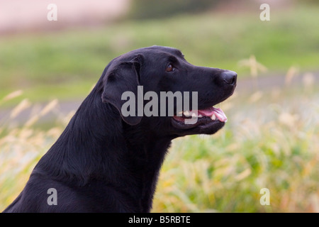 Porträt schwarzen männlichen Labrador Retriever wartet auf Befehl Stockfoto