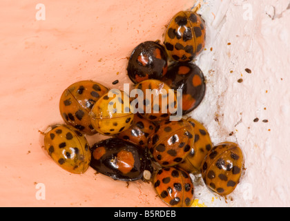 Cluster von Harlekin-Marienkäfer Harmonia Axyridis im Winter Ecke des Schlafzimmers Hampshire Stockfoto