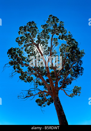 Sonne durch Eukalyptusbaum Salmon Gum (Eucalyptus Salmonophloia), Western Australia Stockfoto