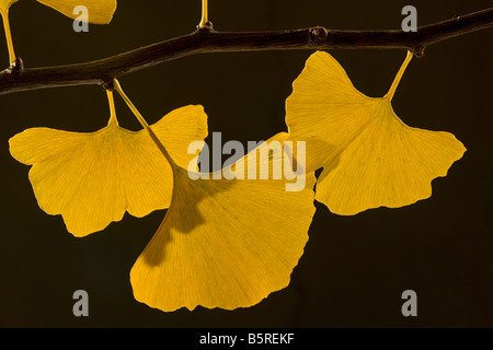 Blätter von tausend Baum Ginkgo Biloba im Herbst aus China Dorset gepflanzt Stockfoto