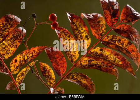 Rowan Laub Sorbus Aucuparia im Herbst farbige stark Dorset Stockfoto