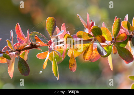 Nahaufnahme von Berberis Dictyophylla Blätter im Herbst Stockfoto