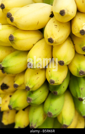 Nahaufnahme Detail von Bananen zu verkaufen am Gingee Salai Markt in Pondicherry Indien. Stockfoto