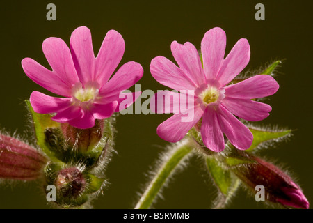 Red Campion Silene Dioica männlichen Blüten gegen das Licht Dorset Stockfoto