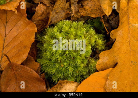 Weiß Gabel Moos Leucobryum Glaucum in Buche Eiche Wald Dorset Stockfoto