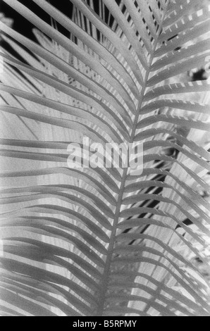 Belize Karibikküste, Kokosnuss-Palmen, Detail, schwarz / weiß-Infrarot Stockfoto