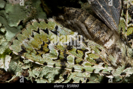 Merveille du Jour Motte Dichonia Aprilina getarnt gegen Flechten auf Baumstamm Dorset Stockfoto