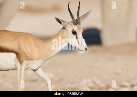 Springbock oder Springbock im Etosha Nationalpark, Namibia Stockfoto