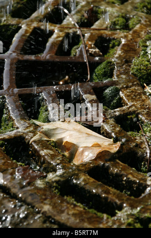 Blatt im alten Wasser-Brunnen in Rom Italien Stockfoto