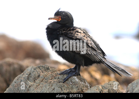 Gekrönte Kormoran, Phalacrocorax Coronatus, in der Sonne aalen Stockfoto