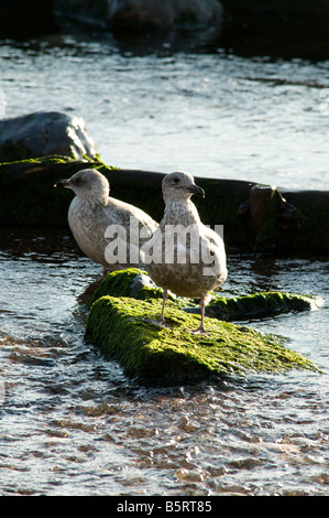 Möwen thront auf einem Felsen am Strand von Dawlish Stockfoto