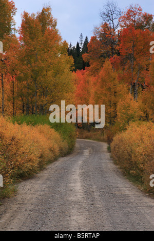 Landstraße durch gelbe aspen Waldungen im Herbst, Teton Nationalpark, Wyoming Stockfoto