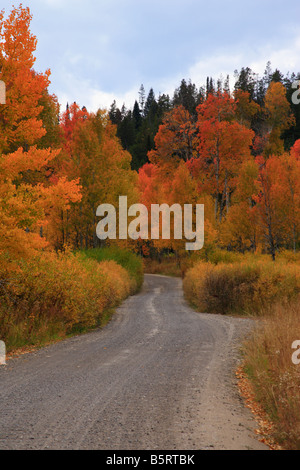 Landstraße durch gelbe aspen Waldungen im Herbst, Teton Nationalpark, Wyoming Stockfoto