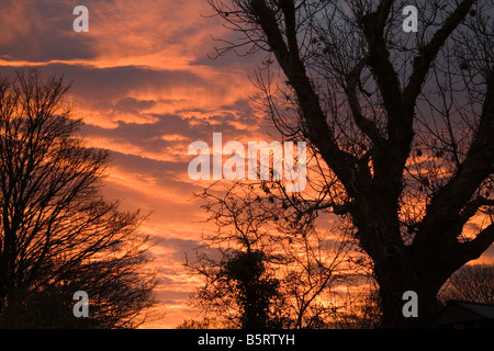 Isle of Anglesey North Wales UK November betrachtet eine beeindruckende Herbst Sonnenuntergang durch die Silhouette einer Esche Stockfoto