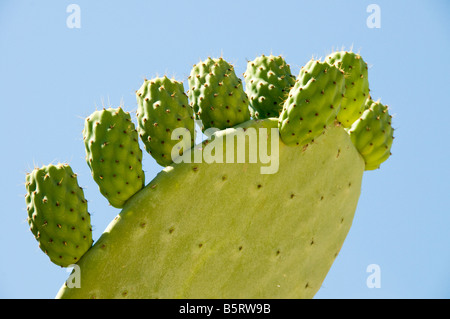 Prickly Pear Cactus Stockfoto