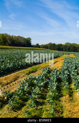 Polygon Wood Cemetery, Buttes Friedhof und Tyne Cot Friedhof in der Nähe von Ypern in Belgien. Berühmte WW1 Kampfszenen und schwere Yards. Stockfoto