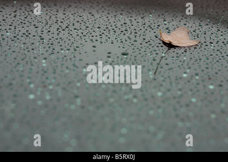 Ein Blatt auf einer Glasscheibe an einem regnerischen nebligen Morgen Stockfoto