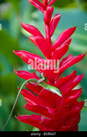 Eine grüne Anole Eidechse, Anolis Carolinensis Porcatus, hier abgebildet auf Fackel Ingwer, Hawaii. Stockfoto