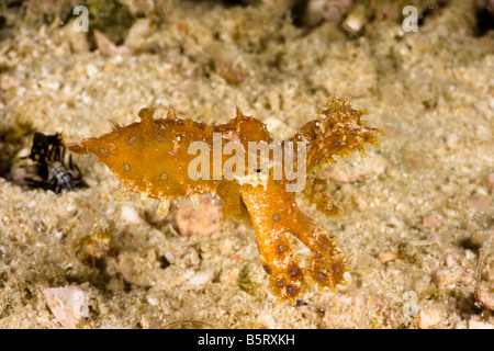 Die tropischen blau geringelten Oktopus, Hapalochiaena Lunulata, Komodo, Indonesien. Stockfoto