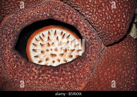 Nahaufnahme des wilden Rafflesia, die größte Blume der Welt, Borneo Stockfoto