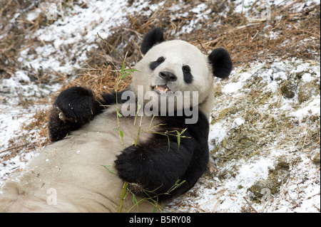 Giant Panda Ailuropoda Melanoleuca liegen auf Schnee zu ernähren sich von Bambus Wolong Sichuan China Stockfoto