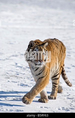 Amur oder sibirische Tiger Panthera Tigris Altaica gehen auf Schnee in Nord-Ost China Heilongjiang Stockfoto