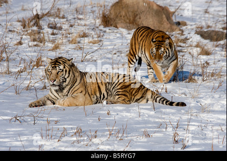 Amur oder sibirische Tiger-Panthera Tigris Altaica im Schnee Heilongjiang, China Stockfoto