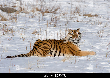 Amur des sibirischen Tigers Panthera Tigris Altaica im Schnee Heilongjiang, China Stockfoto