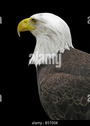 Kopf und Schultern einer Captive "Bald Eagle" auf einem schwarzen Hintergrund. Geschlossener Schnabel. Stockfoto
