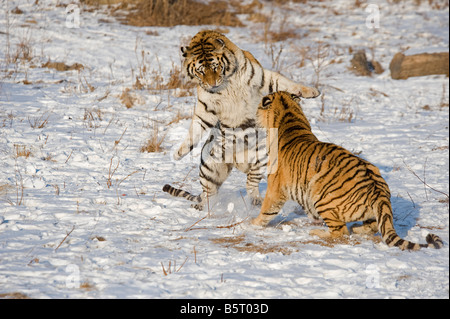 Amur der sibirischen Tiger Panthera Tigris Altaica sparring im Winter in Heilongjiang, China Stockfoto