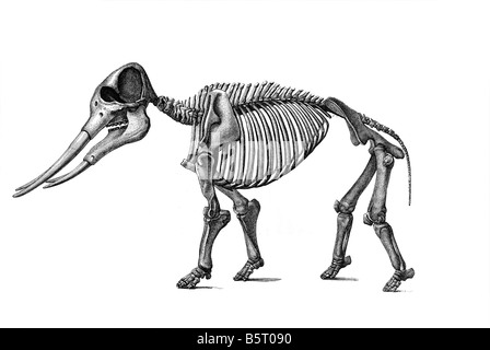 Mastodon, Mastodonts ausgestorbenen Gattung Mammut bestellen alle Familie Mammutidae Stockfoto