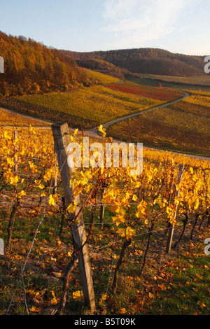 Weinberg im Herbst und weichen warmen Abendlicht (Franken, Bayern) Stockfoto