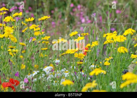 Eine Wiese von Mais Ringelblumen, Storchschnabel, Mohn und Ochsen-Auge Gänseblümchen. Stockfoto