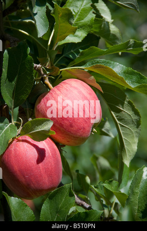 Zwei Äpfel an einem Baum. Stockfoto