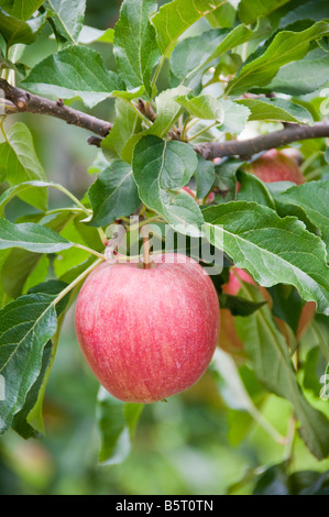 Apfel auf einem Baum Stockfoto